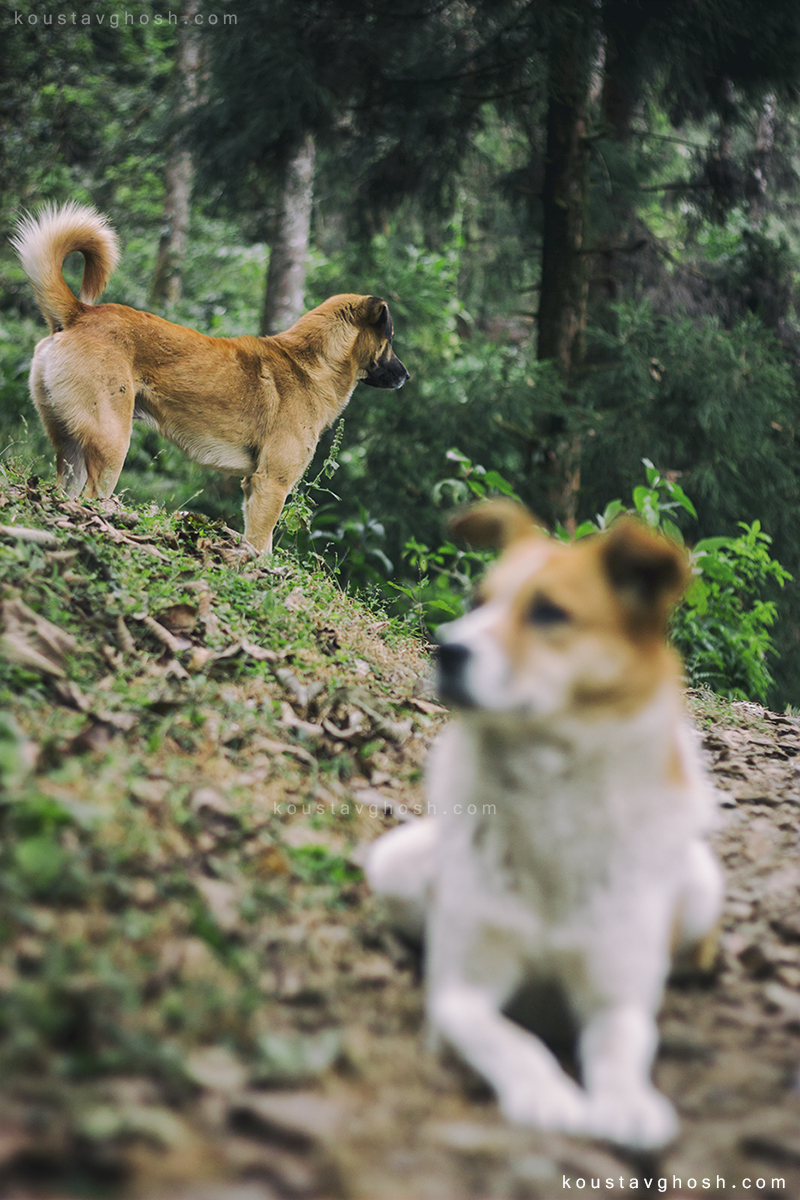 Two dogs appeared suddenly to accompany me when I was feeling lonely in the Pine forest.